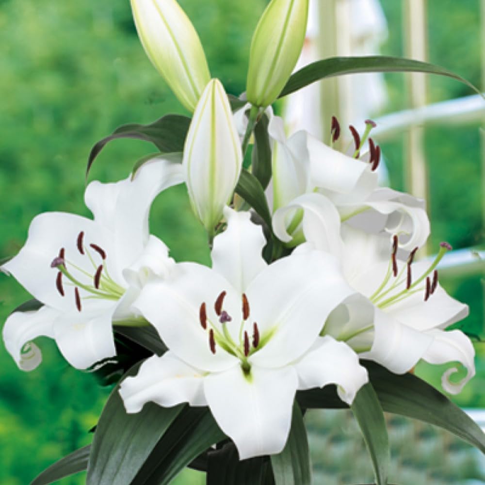 Live Green Oriental Lily Scented Flower Rhizomes (Tisento 2pcs