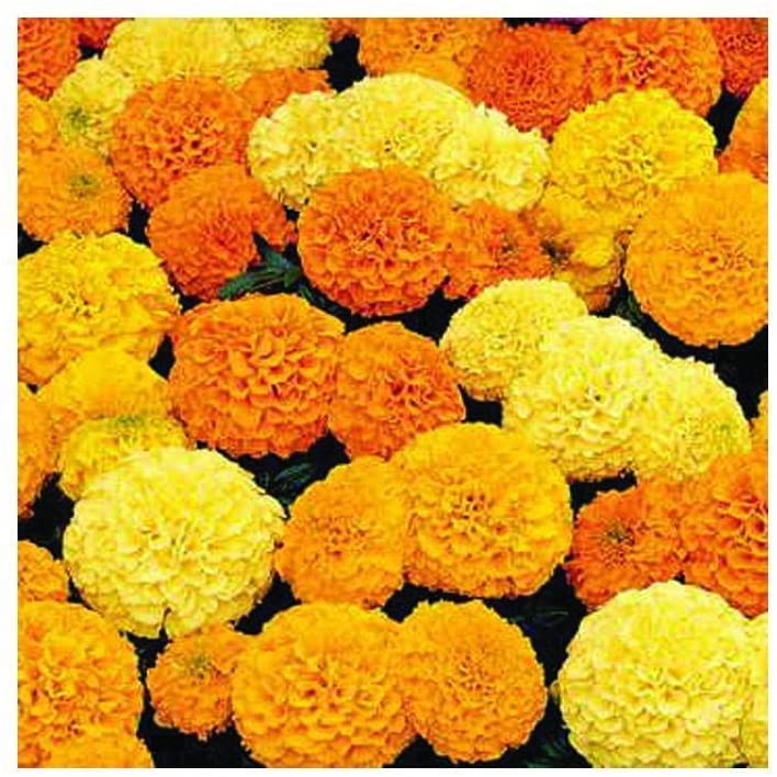 Ugrow Hybrid Seeds Merigold Mix Flower Seeds Per Packet 40 Seeds (B09Y4KQRNN) Amazon Price History, Amazon Price Tracker