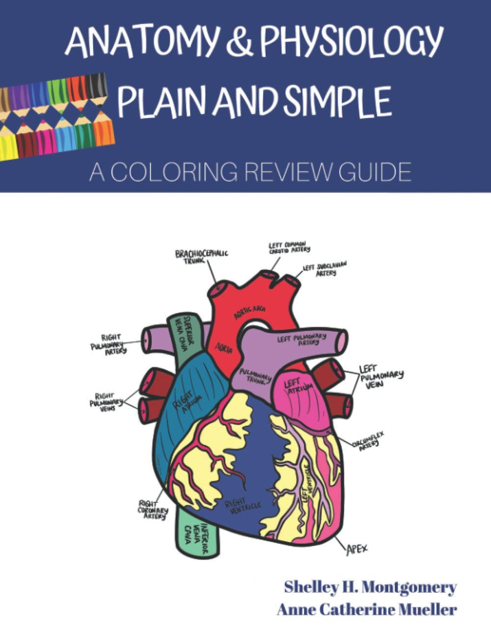 Anatomy & Physiology Plain and Simple: A Coloring Review Guide