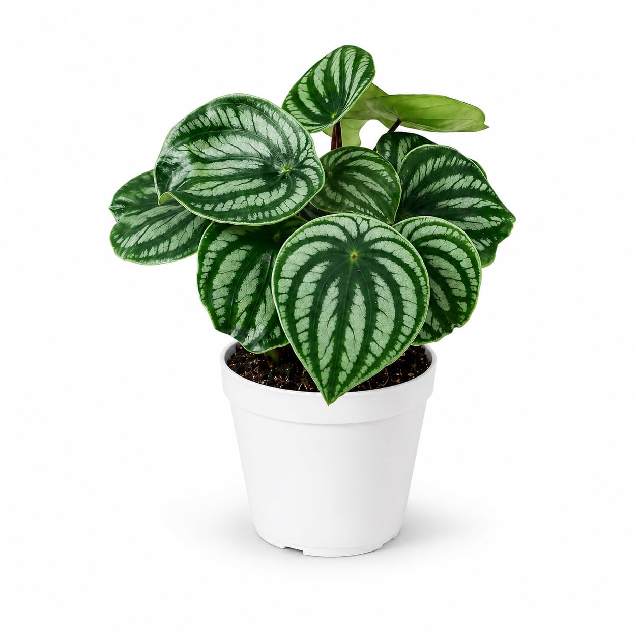 Generic Peperomia Watermelon Live Plant 4 Inch
