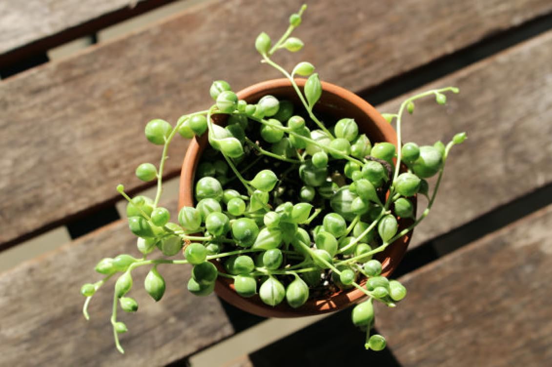 String of Pearls Live Plant, Indoor Succulent Plant-image-20