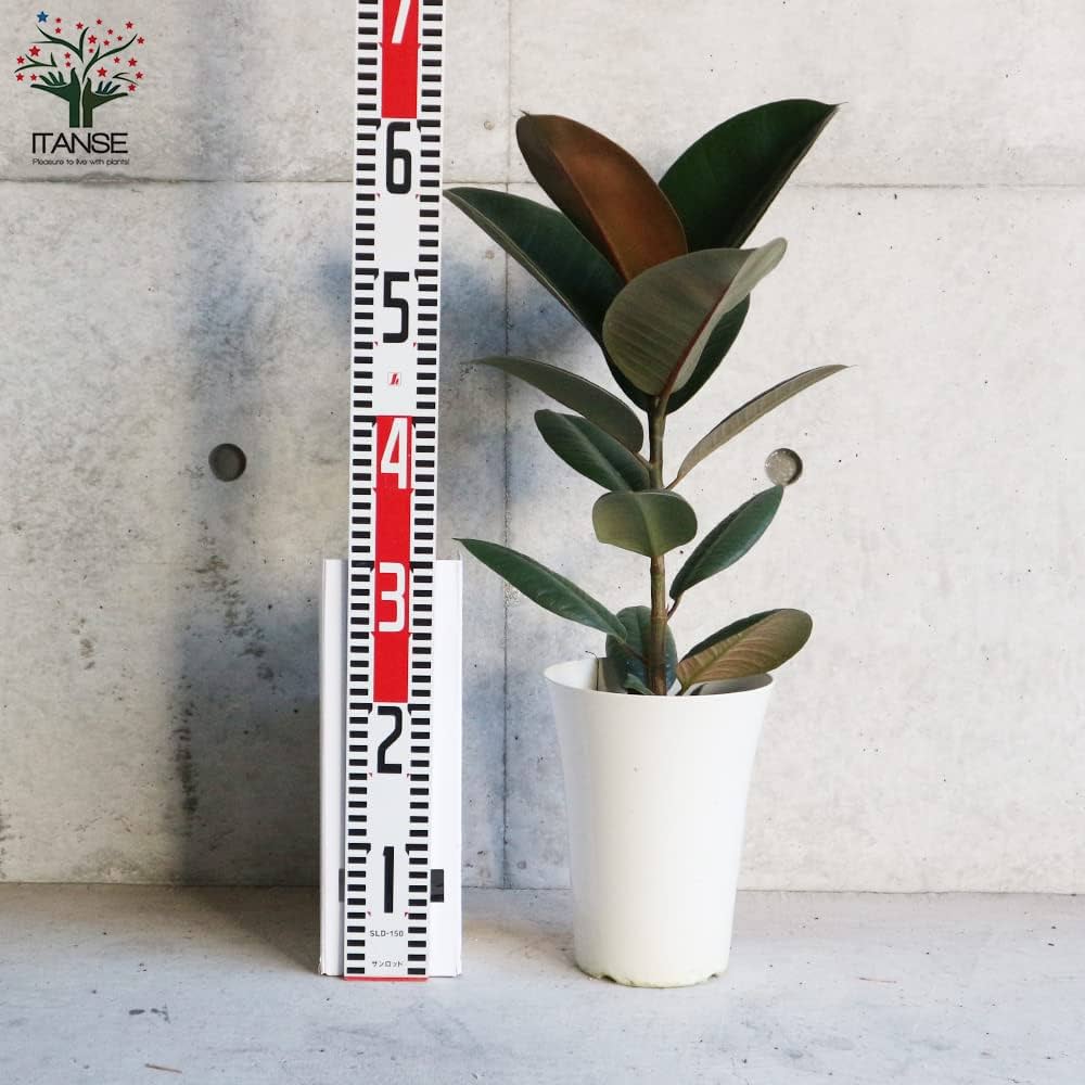 Amazon｜ITANSE フィカス・エラスティカ・ソフィア (ゴム