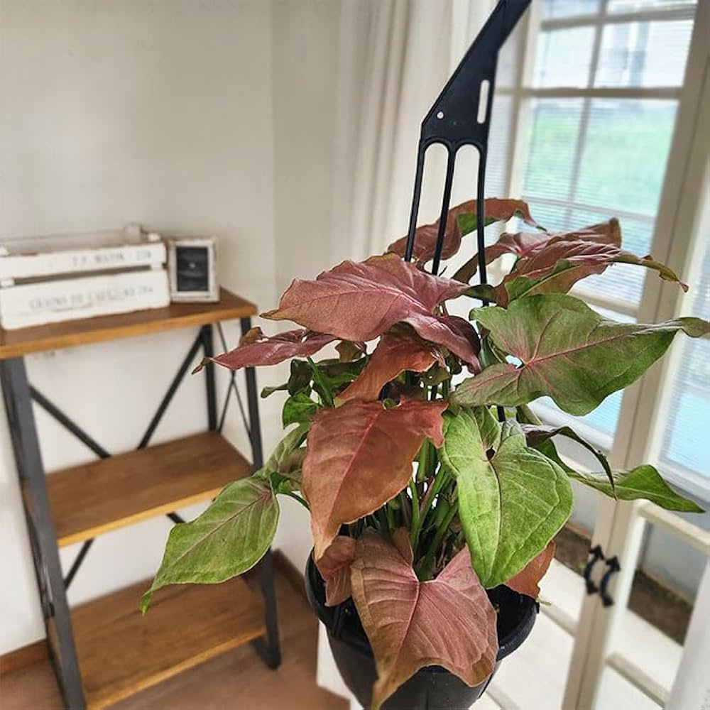 Amazon｜観葉植物 シンゴニウム ネオン 5号 吊り鉢 吊り下げ