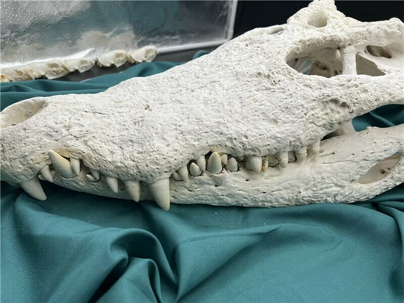 Taxidermy Real Alligator Skull Animals Skulls, Real Bones Specimen, Taxidermy Supplies for Science Education, DIY Home&Office Decor (22-24 inches)