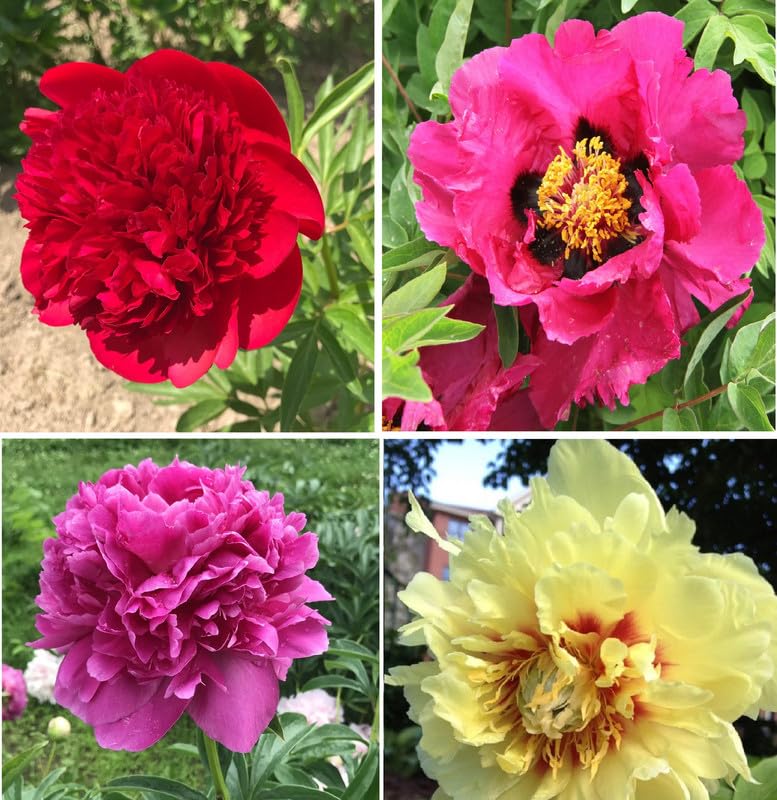 Flower bulbs hybrid peonies imported peony flower live rhizomes home garden pack of 4 multi mix-image-9