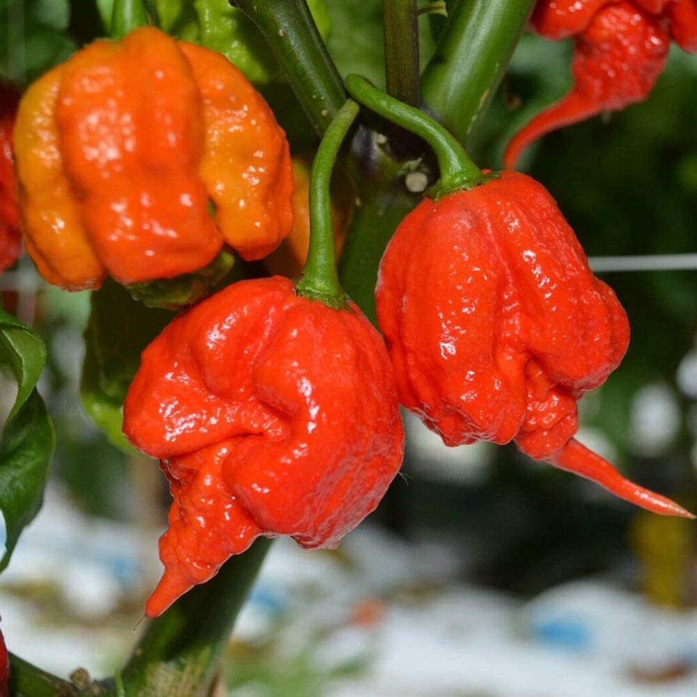 VibeX F1 Hybrid Carolina Reaper Pepper Chilli Seeds-300 Seeds (B0B9Y14TMC) Amazon Price History, Amazon Price Tracker