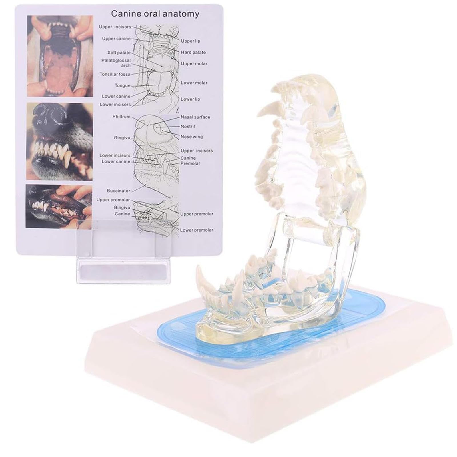 Modelo de Dientes de Perro, Mandíbula Canina Dental Transparente Perro Oral Dientes Claros Modelo Clínica de Mascotas Mandíbula Anatómica para Oficina Veterinaria Educación Decoración Demostrar