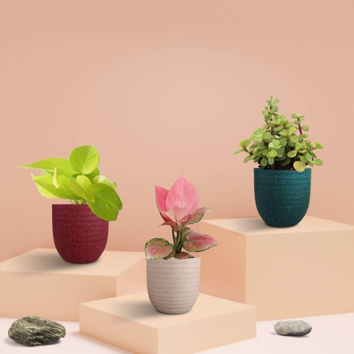 Money Attracting Plants Combo | Low-Maintenance Plants | Indoor Plants for Living Room | Live Plants from Greenkin (B0D1R5R19H) Amazon Price History, Amazon Price Tracker