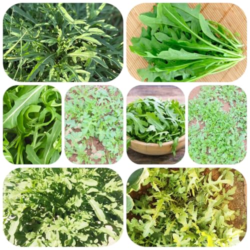 plantas de rúcula - semillas plantas de interior vegetales jardín hierbas jardín Decoración balcón invernadero semillas balcón hierbas en macetas resistentes verdes 300pcs