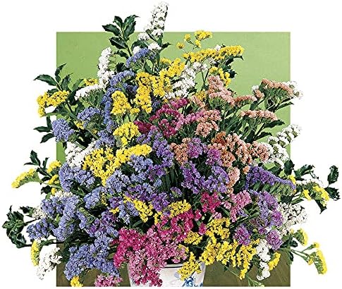 Soiree Mix Statice - Semillas de flores, coloridas flores múltiples, paquete de 100 semillas