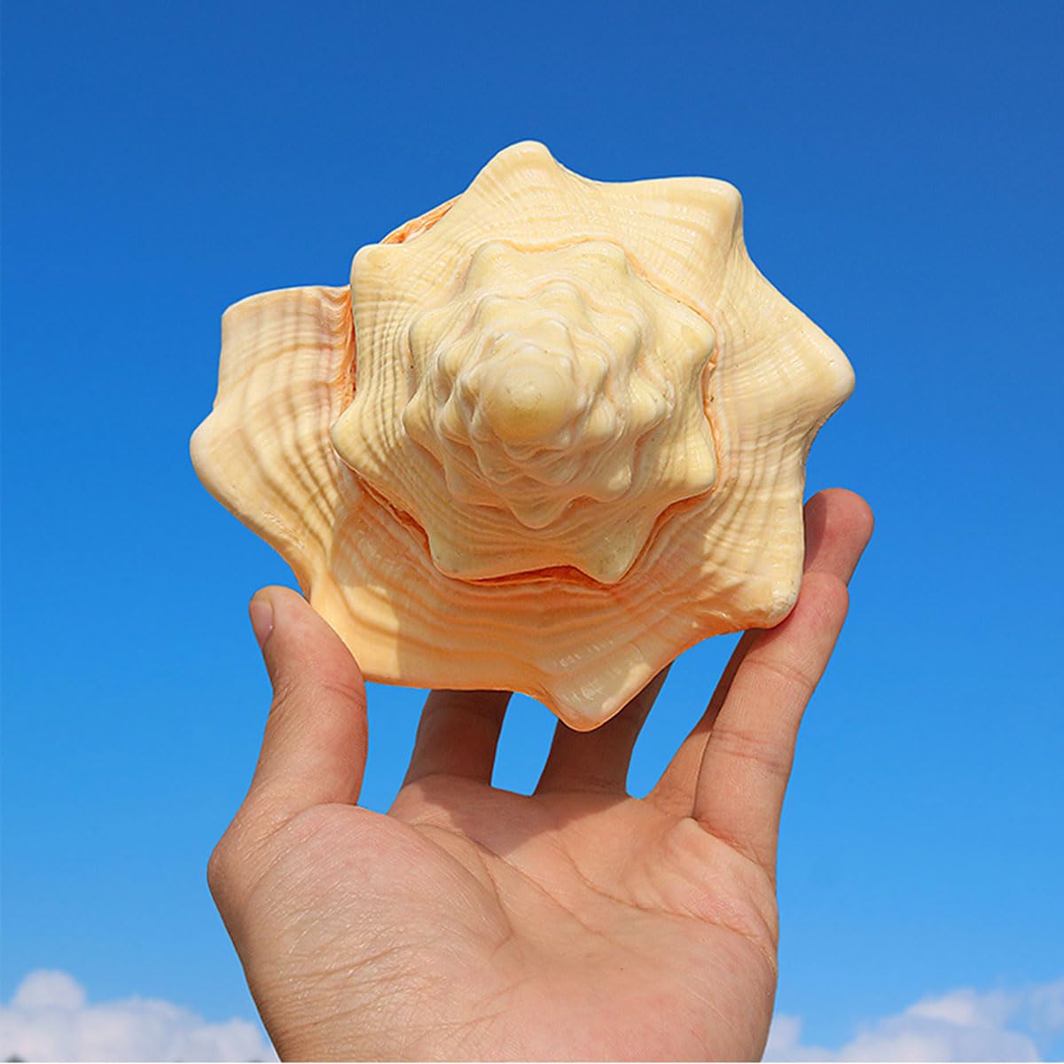 Conchiglie Grandi Naturali da Spiaggia Marina, Conchiglie Grandi Naturali for Decorazioni Fai da Te(22~23cm)