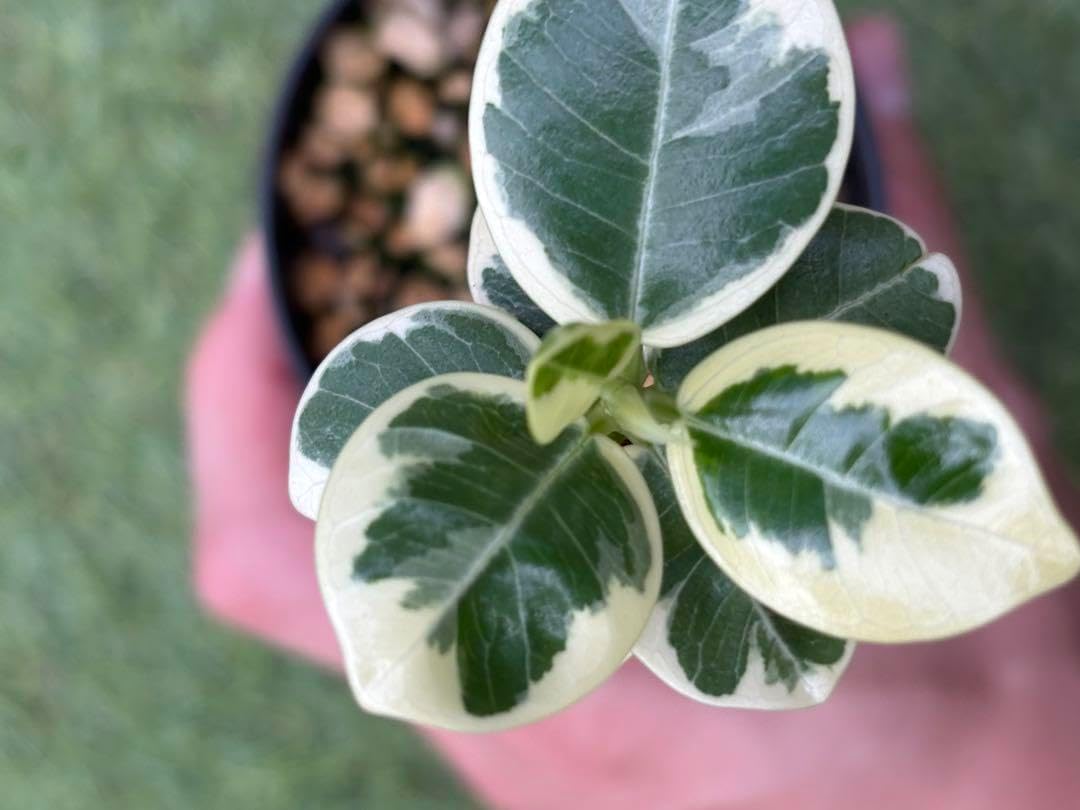 週末限定価格】 斑入り パンダガジュマル斑入り接木 希少 実生 実生