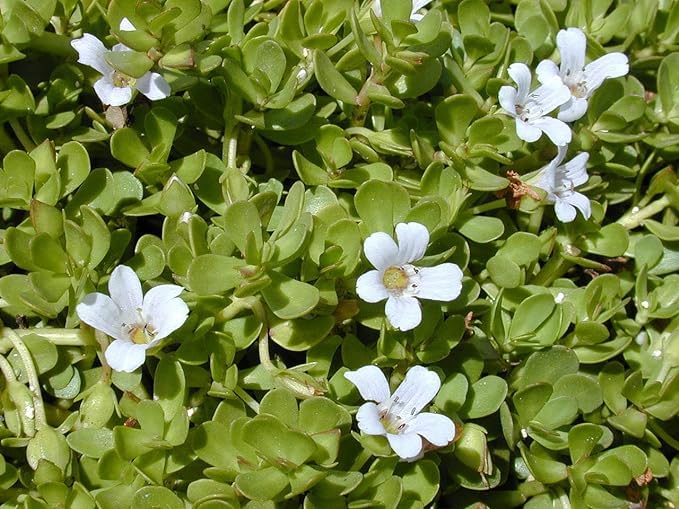 MSK EVER GREEN Brahmi Plant Live with Pot (15-20 Strings) - Medicinal Plants for Home Garden Herbs - Bacopa Monnieri/Water Hyssop/Thyme-Leafed Gratiola/Herb of Grace Ayurvedic Plants (B0CPCGXH7G) Amazon Price History, Amazon Price Tracker