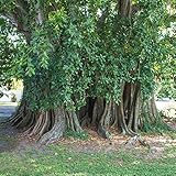 50 semillas de Ficus Banyan Tree plantas de balcón semillas exóticas perennes resistentes ficus lyrata comprar plantas en macetas extremadamente resistentes semillas de plantas