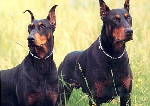 Miniatura 7 de Collar de estrangulador de entrenamiento para perros de cadena, 22 in, 0.118 in