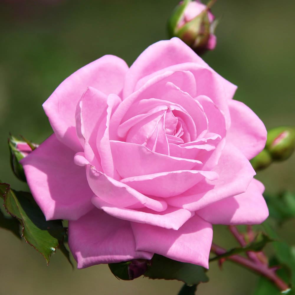 Yougarden Pink Harkness Rose 'Special Daughter' ™, Established Plant In 4L Pot, Ready To Plant, Rose For Pots, Beds, And Borders, Gift Rose