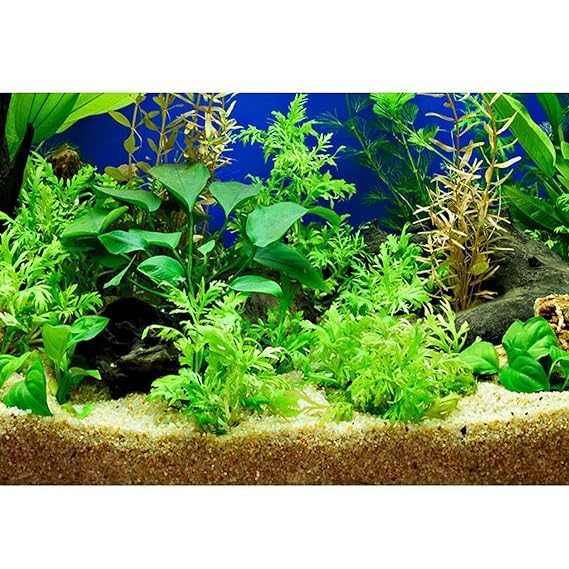 Image of BKD (5Kg, River Sand) Gravel for Aquarium Decoration /Home & Garden /Lawn Decoration /Aquarium Substrate /Terrarium /Quartz Sand
