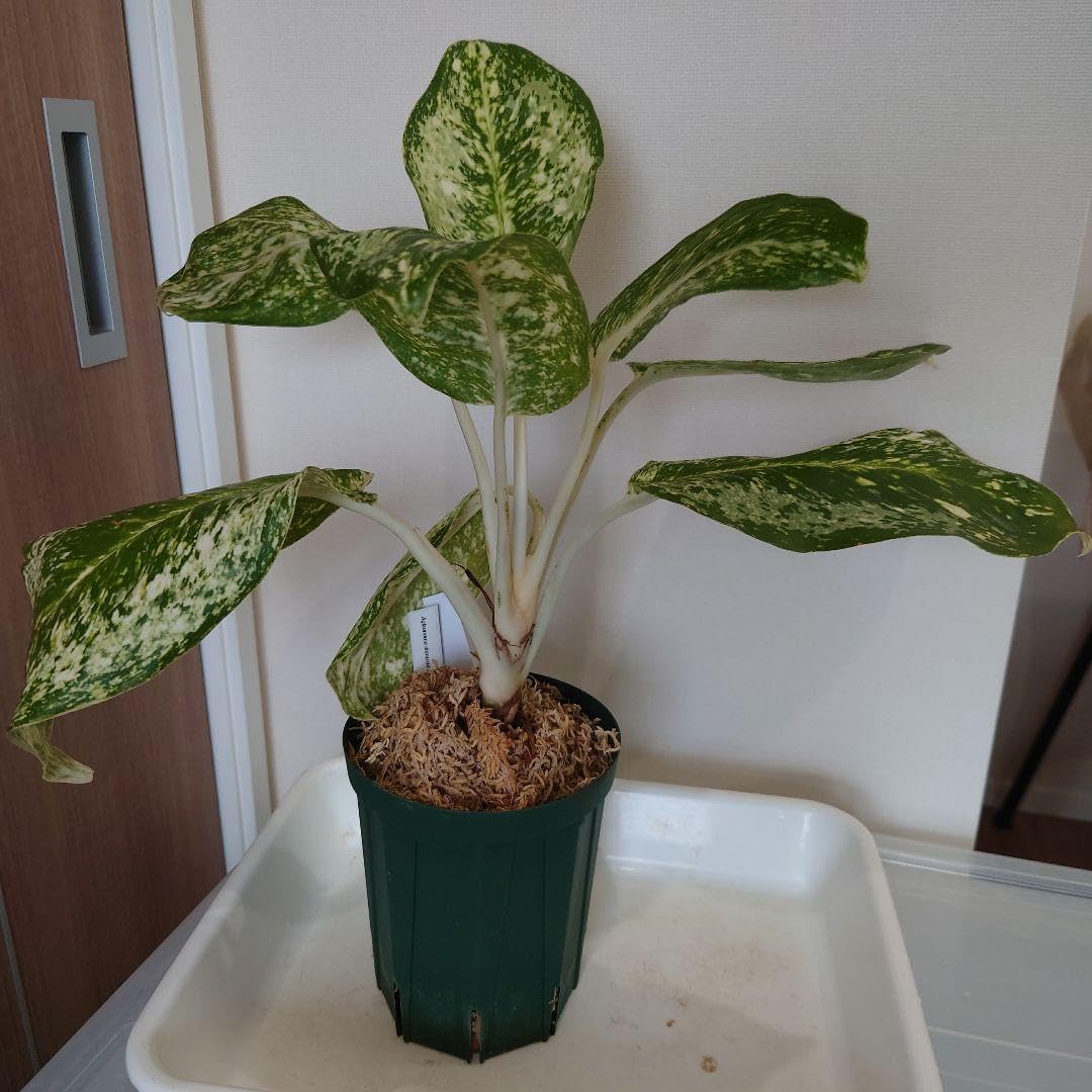 アグラオネマ ダイヤモンド トリカラー Aglaonema アグラオネマ ダイヤモンド トリカラー Aglaonema