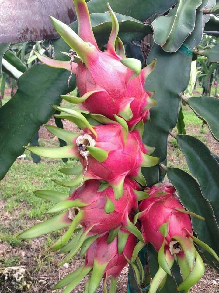 See full amazon price history chart for Red Dragon Live Plant (Pack of 2) Hybrid Original Variety Red Dragon Live Plant (Pack of 2) Hybrid Original Variety (B0B591QHKQ) Amazon Price History, Amazon Price Tracker