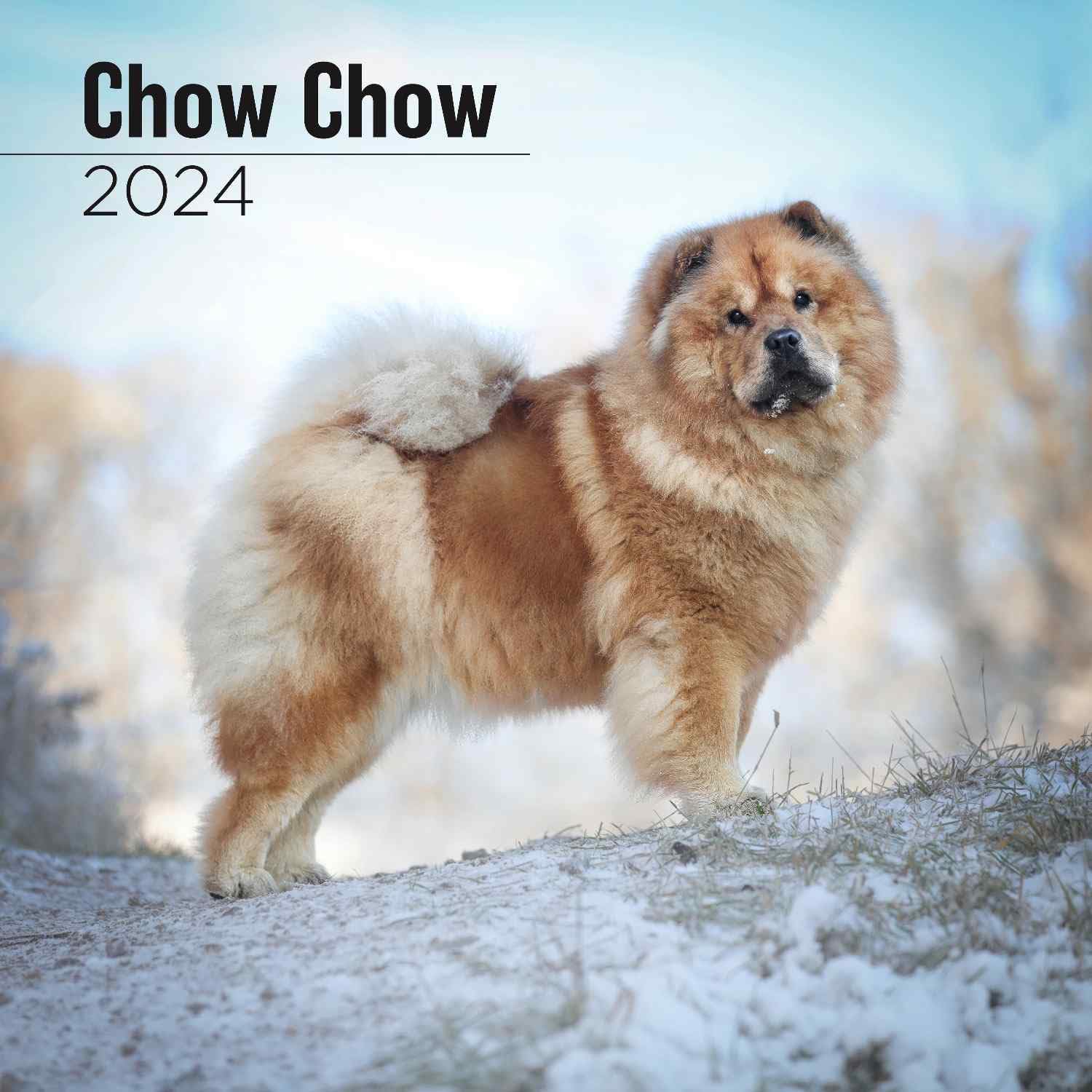 MegaCalendars - Chow Chow Calendar 2024 - Dog Breed Wall Calendar
