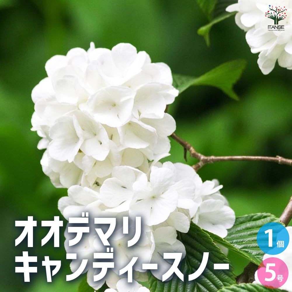 Amazon.co.jp: ITANSE オオデマリ キャンディースノー 5号 1個