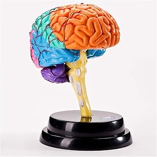 Study Model Educational Model Brain Anatomical Model Human Organ Anatomical Model Brain Model Human Brain Anatomy Model,Medical Models SaiFei