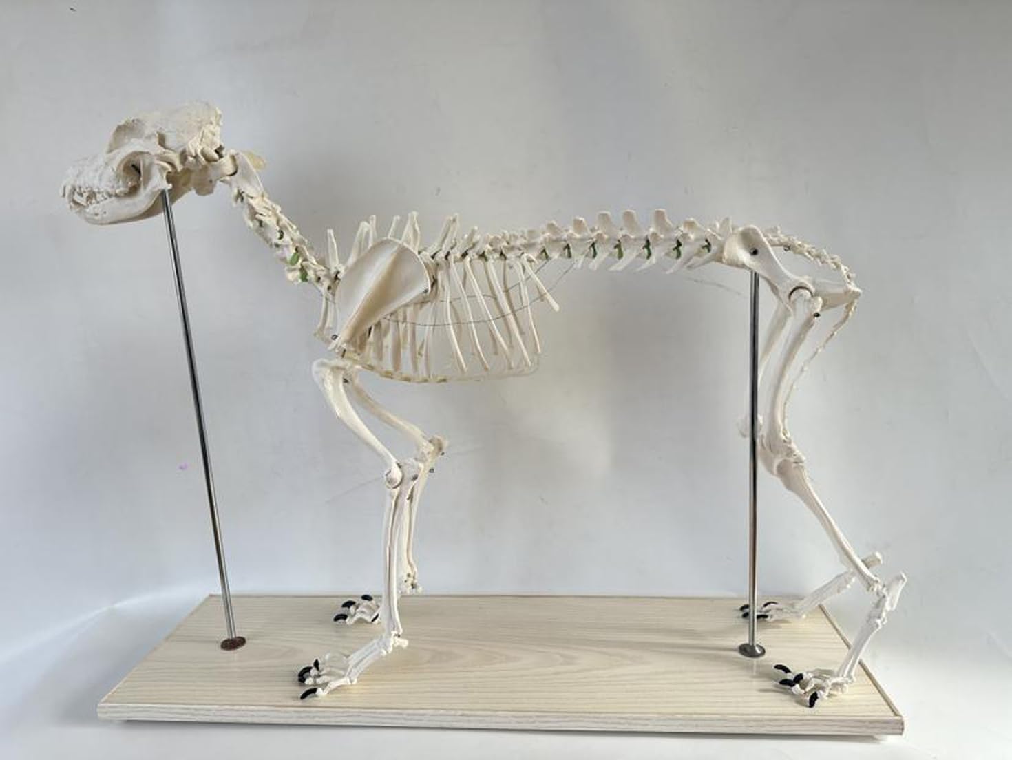 Model szkieletu dużego psa do badania anatomii weterynaryjnej, okaz szkieletu psa naturalnej wielkości na podstawie