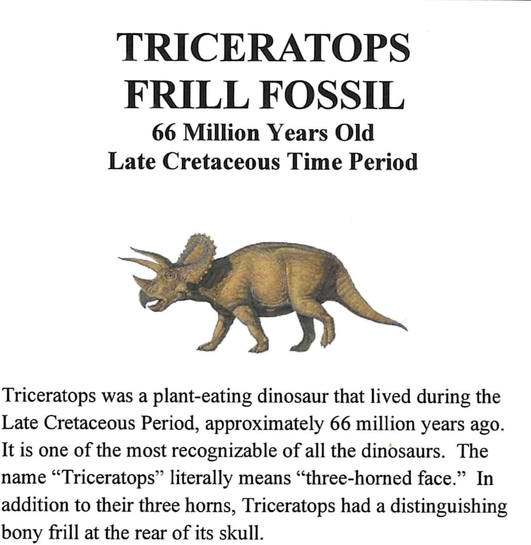 Triceratops Dinosaur Frill (Headplate) Real Fossil 66 Mil Years Old #18282