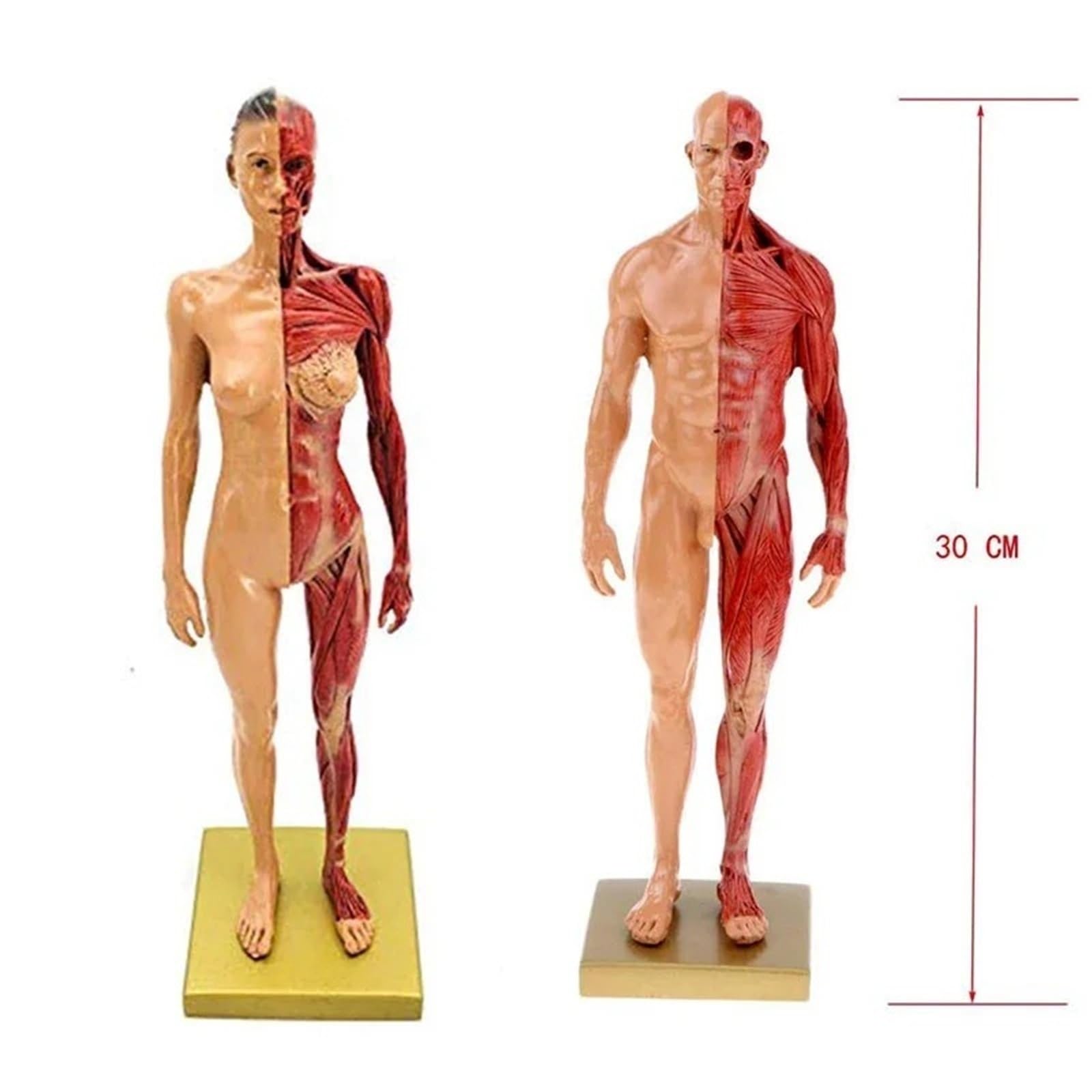 Modelo de esqueleto muscular de anatomía humana de 30 cm, media piel, medio músculo, resina, ayuda de enseñanza médica (mujeres)