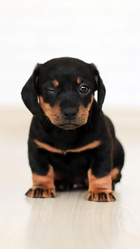 Chiot fond d'écran HD – vue 3