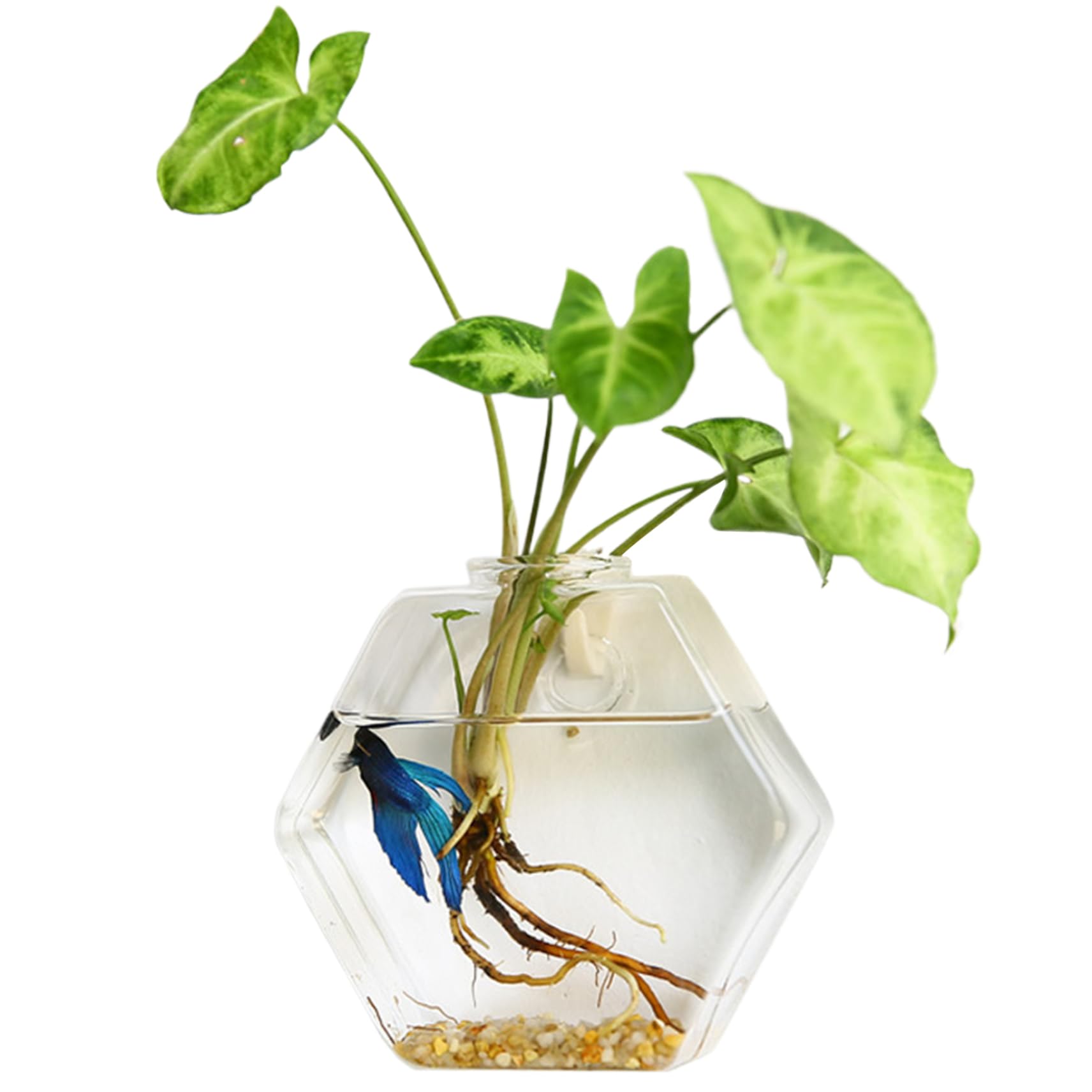 Station de propagation de la plante en verre de qualité supérieure pour mur