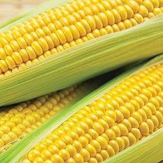 Sweetcorn 'Conquerer' Vegetable Garden Plants Half-Hardy Annual Easy to Grow Your Own at Home 1 Packet of Seeds by Thompson and Morgan