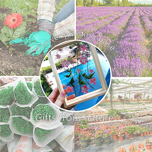54 Pieces Real Dried Pressed Flowers,Multicolor Pure Dry Flowers Leaves Patels for DIY Resin Jewelry Nail Crafts Making Art Floral Decors