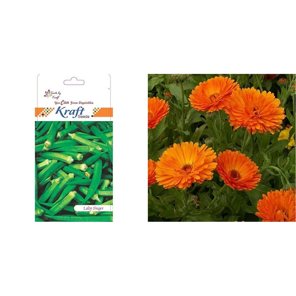 Kraft Seeds Vegetable Lady Finger Hybrid Seeds for Home Gardening (1 Packet, 3gm) & Kraft Seeds Calendula Flower Seeds (1 Packet, Orange 30 Seeds) (B0CCV4PWMJ) Amazon Price History, Amazon Price Tracker