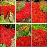 Mixrug 15000pcs Red Creeping Thyme Seeds Ground Cover,Thyme Seeds for Planting Indoors,Thymus Seed Perennial Flower Non-GMO Heirloom for Home Garden