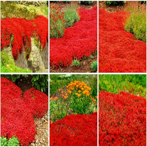 Mixrug 15000pcs Red Creeping Thyme Seeds Ground Cover,Thyme Seeds for