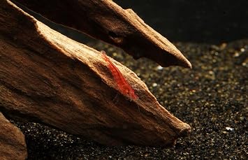 Imperial Tropicals Live Cherry Shrimp, 1/3"-1/2", Neocaridina Shrimp, USA Born and Bred, Live Arrival Guarantee 50 Pack