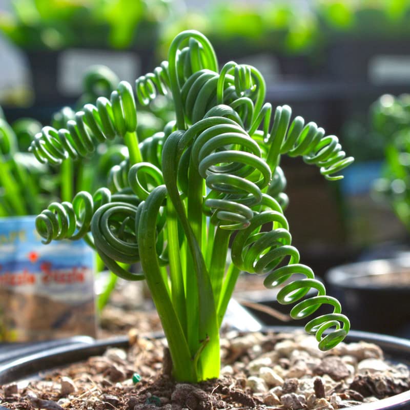 Amazon.com : Frizzle Sizzle Albuca Plant Live in 3 Inc Pot, Albuca Live  Plant Rare Succulent Plant Curly Grass Ready to Grow : Patio, Lawn & Garden