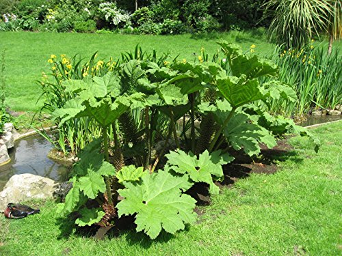 2 x Bog Plants - Including a pot and compost - Live Water Plant Aquatic Pond Lake Marginal (Gunnera Manicata)