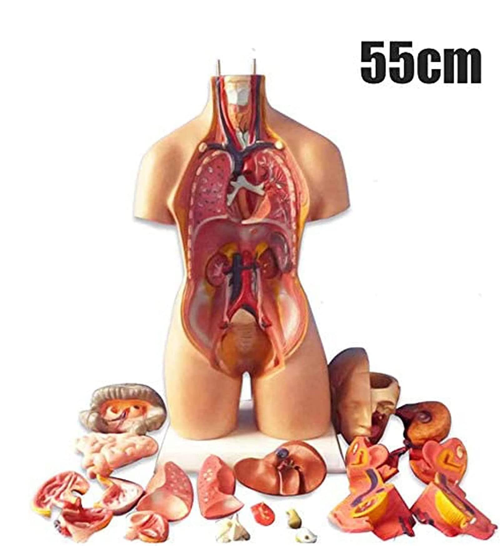 解剖学 内臓模型 トルソー 解剖模型 人体模型 標本 医療器具 大学病院 医学 解剖学 内臓模型 トルソー 解剖模型 人体模型 標本 医療器具 大学病院 医学