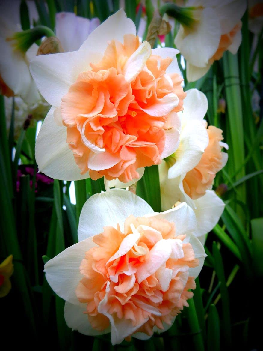 Radha Krishna Agriculture FLOWER BULBS DAFFODIL OMATIC COMPOUND FLOWER BULBS FOR HOME CULTIVATION (APRICOT WHIRL, PACK OF 2 BULBS) (B09BNL57D4) Amazon Price History, Amazon Price Tracker
