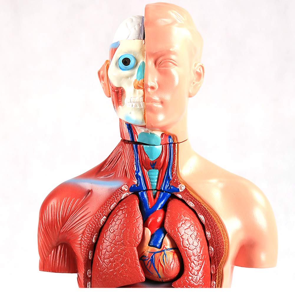 42 cm Mini Model tułowia anatomii człowieka, ciało narządów anatomicznych do nauczania zestaw narzędzi medycznych 18 sztuk bezpłciowy