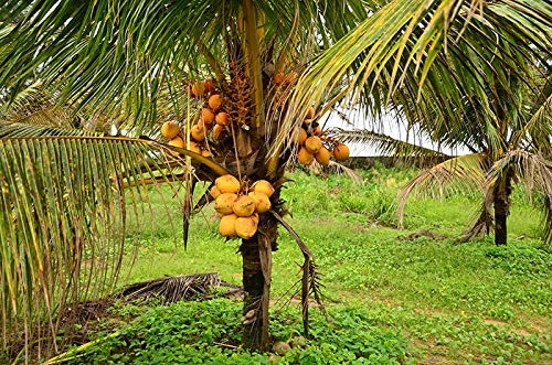 Dwarf coconut plant orange malayan, dwarf malayan plant for orange coconut (pack of 1) (B0CJNS8Y8X) Amazon Price History, Amazon Price Tracker