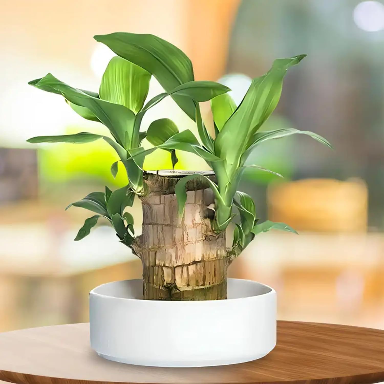 Lucky Brazil Wood Potted Plant | Indoor Live Lucky Plant | Brazilian Wood Plant for Living Room, Feng Shui lucky bamboo-image-49