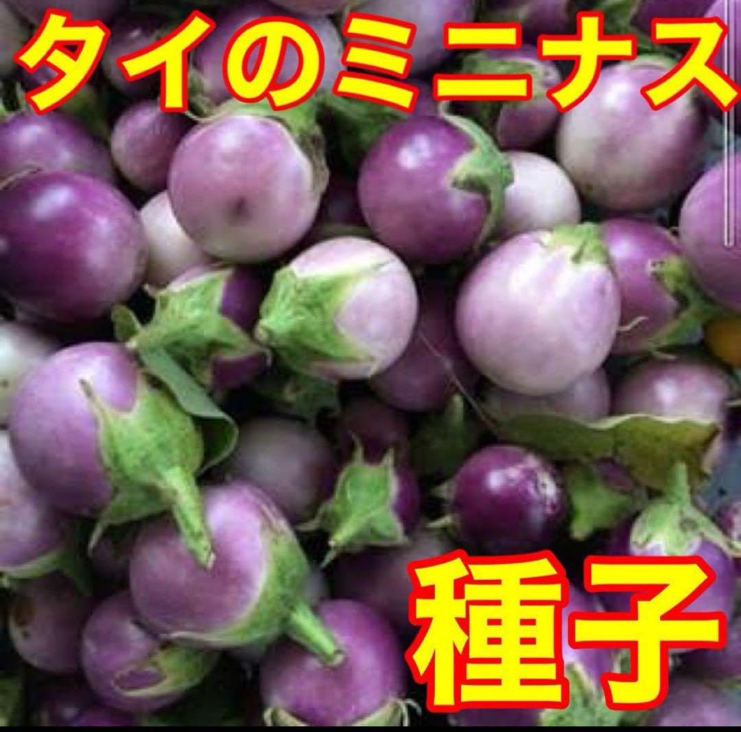 Amazon.co.jp: タイ 紫ミニナスの種 400粒 : DIY・工具・ガーデン
