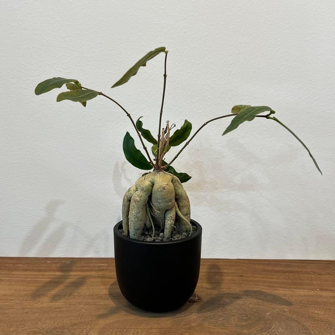 アガベ チタノタブルー 2番 希少 ドライガーデン 観葉植物 インテリア