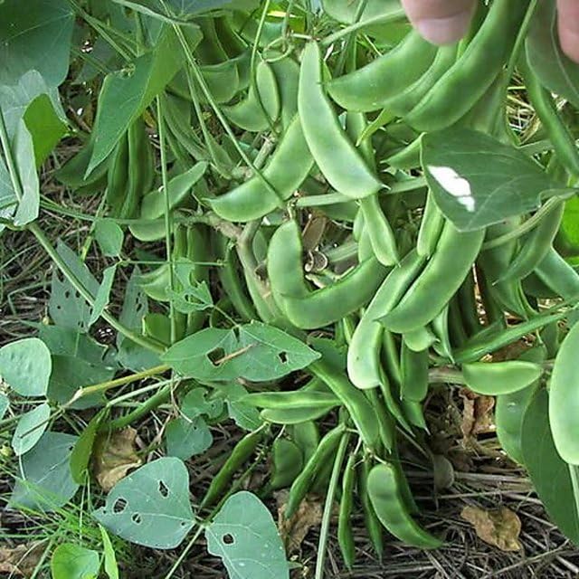 See full amazon price history chart for Desi sem phali seeds,Vegetale seeds 100% germination (90 seeds) Desi sem phali seeds,Vegetale seeds 100% germination (90 seeds) (B0C9MGV5FC) Amazon Price History, Amazon Price Tracker