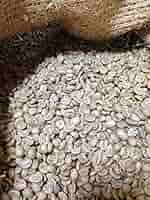 【コーヒー生豆】タンザニア AA  5kg　キリマンジャロ　 ※送料無料 楽天市場】コーヒー生豆 タンザニア AA キボー 5kg （三本珈琲