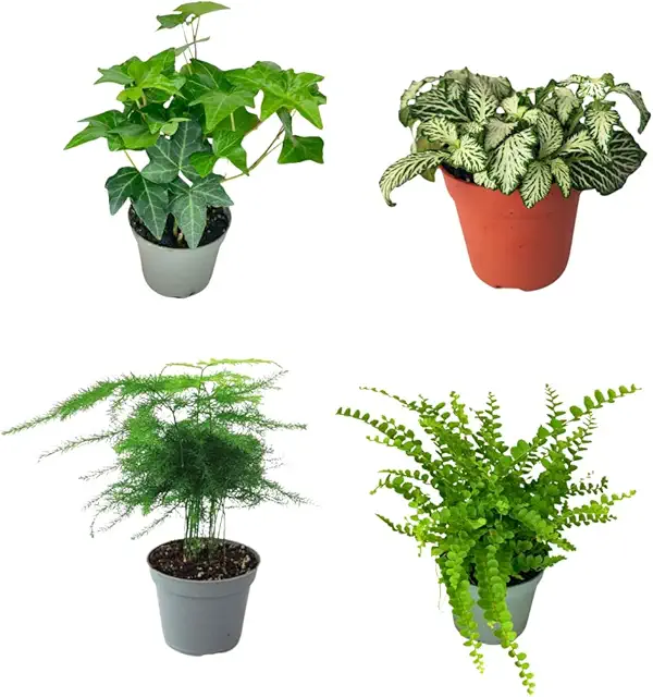 Set 4 Piantine Verdi per Terrario Fai-da-Te | Felce, Edera, Fittonia, Asparagus | Piante Facili