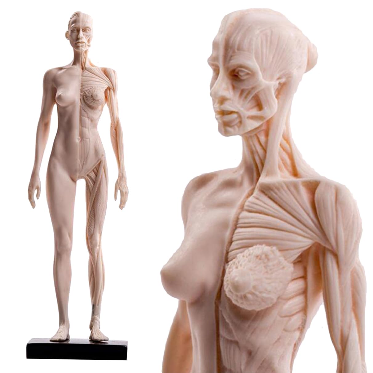 YNIYUJKL Human Anatomical Muscle Bone Model - Human Body Musculoskeletal Anatomy Model - 11-Inch Tall Anatomical Reference For Artists,C,A